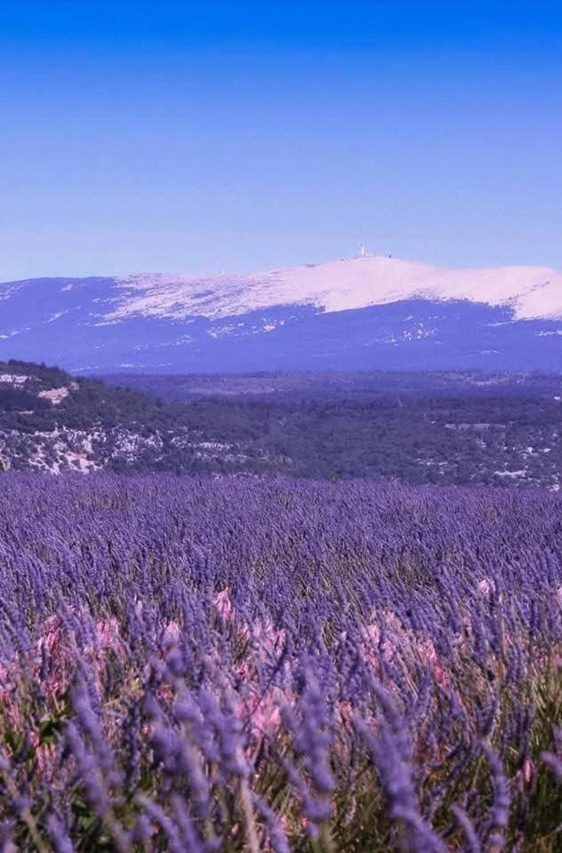La Fee Viviane Et Michel L'Enchanteur Robion en Luberon Exteriör bild